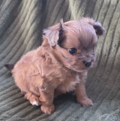 Tommy - Pomapoo Male