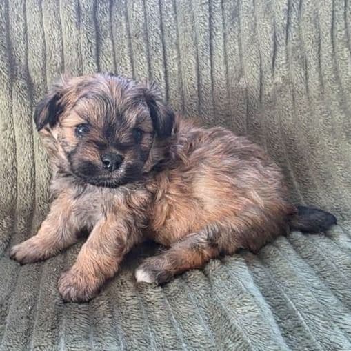 Sadie - Pomapoo Female