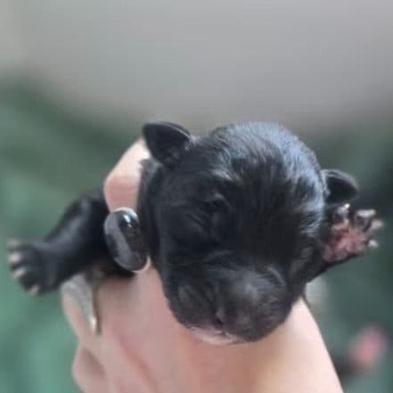 Starlight - Mudi Female