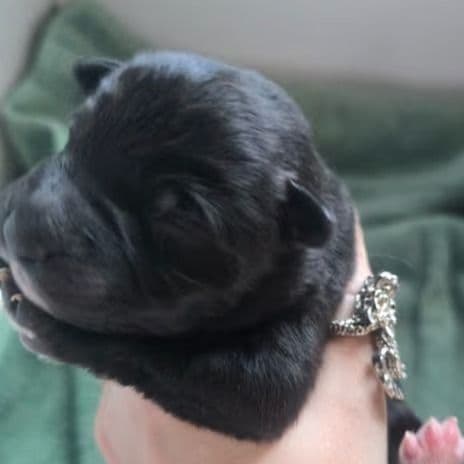 Stardust - Mudi Female