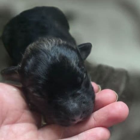 Eclipsa - Mudi Female