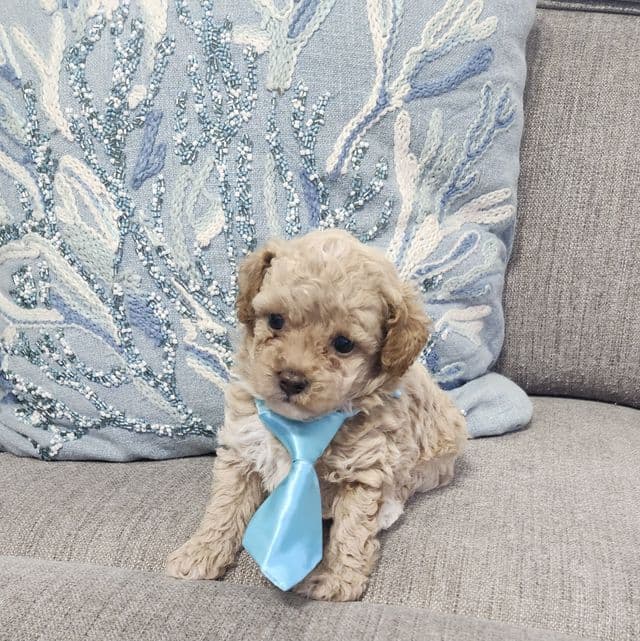 Simba - Toy Poodle Male