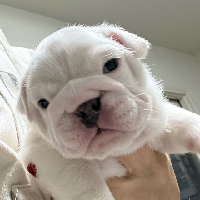 Dolly - English Bulldog Female