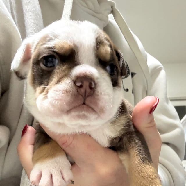 Drex - English Bulldog Male