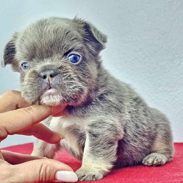 Titus - French Bulldog Male