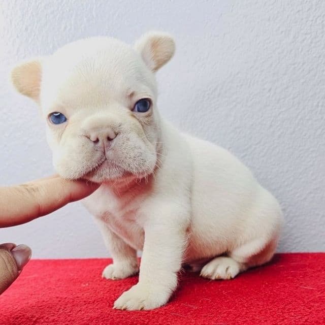 Snowflake  - French Bulldog Male