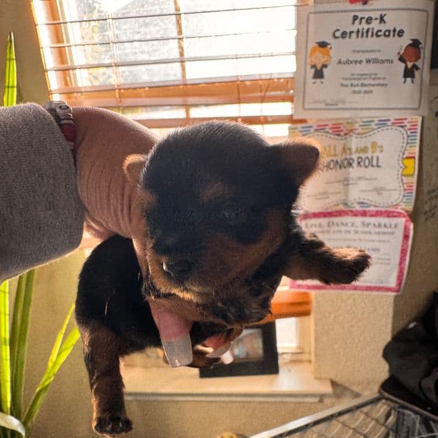 Mistletoe - Yorkshire Terrier Female