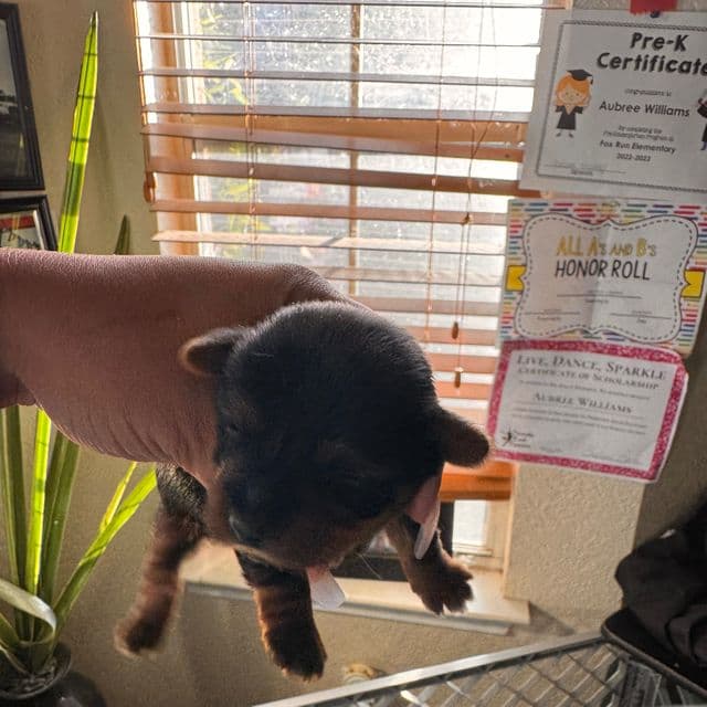 Noel - Yorkshire Terrier Female