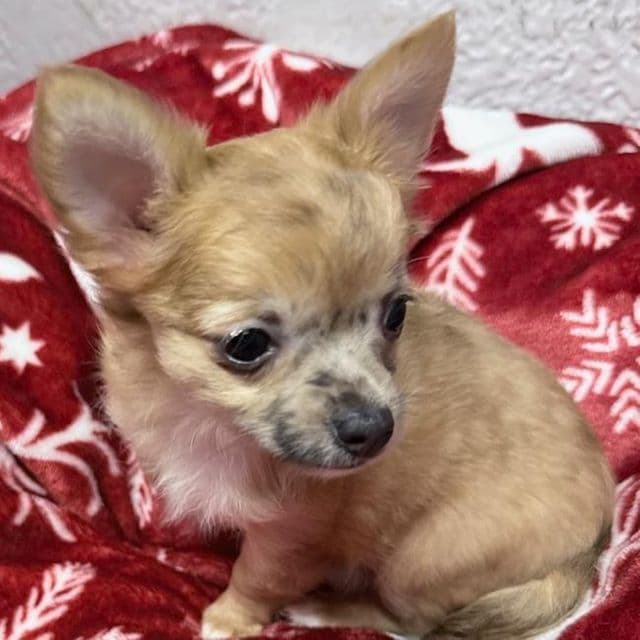Gia - Chihuahua Female