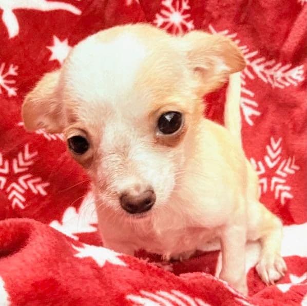 Lena - Chihuahua Female