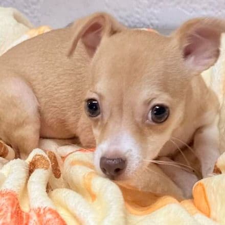 Cara - Chihuahua Female