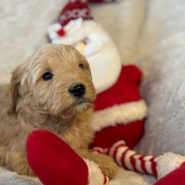Gus - Goldendoodle Male