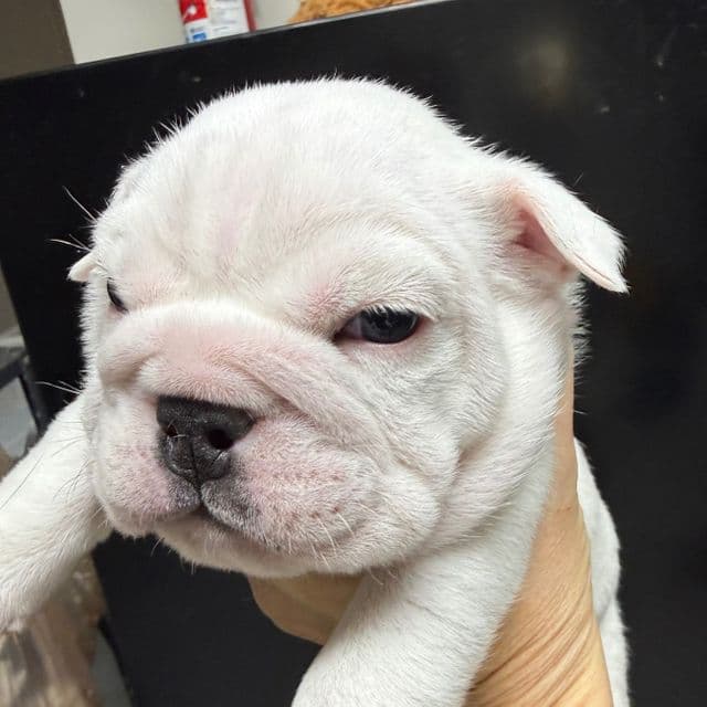 Polly - English Bulldog Female