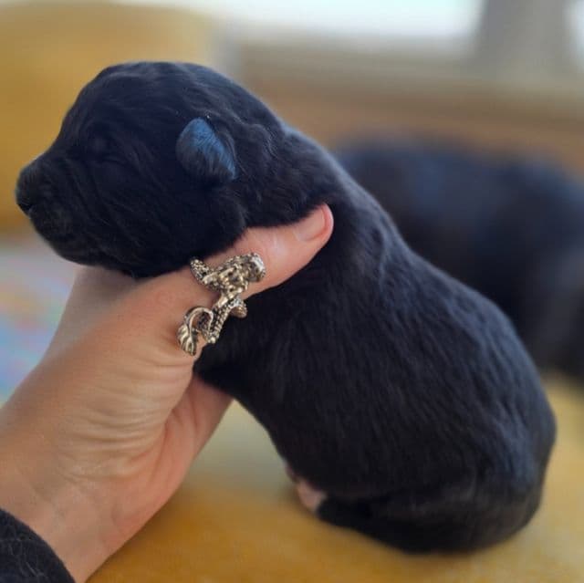 Starlight - Mudi Female