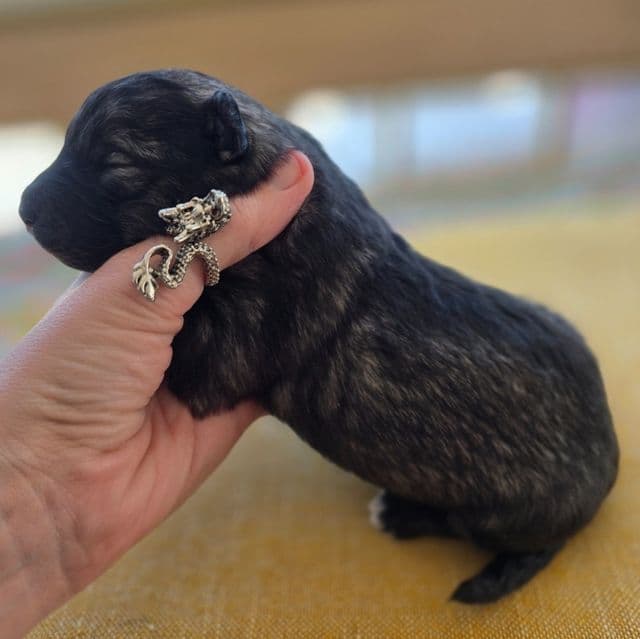 Eclipsa - Mudi Female