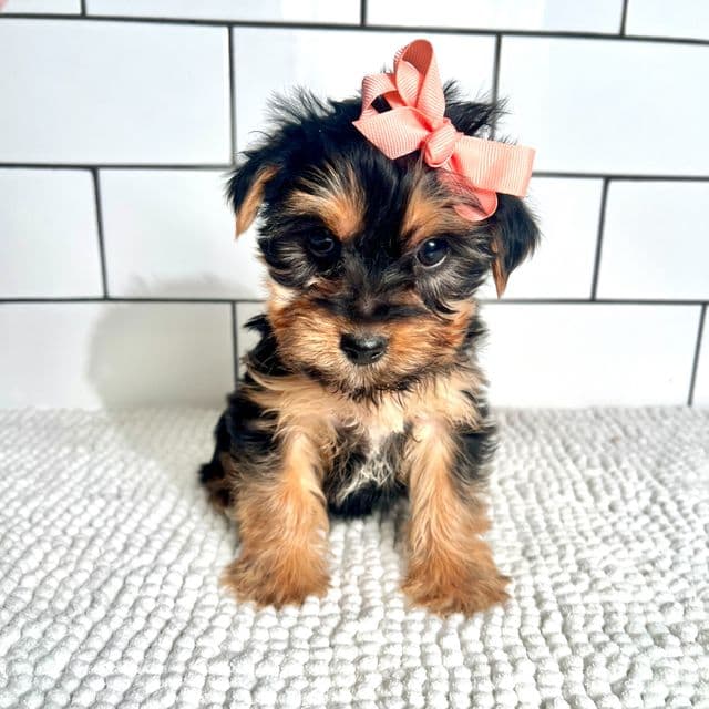 Maribell - Yorkshire Terrier Female