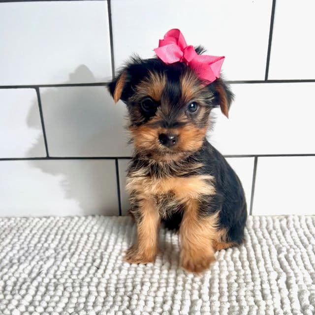 Kelsie - Yorkshire Terrier Female