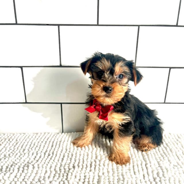 Micah - Yorkshire Terrier Male