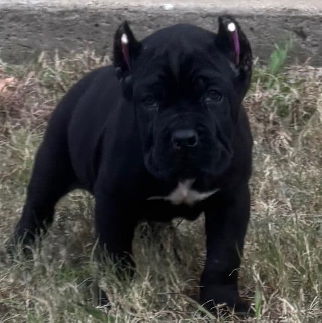 Justice - Cane Corso Male