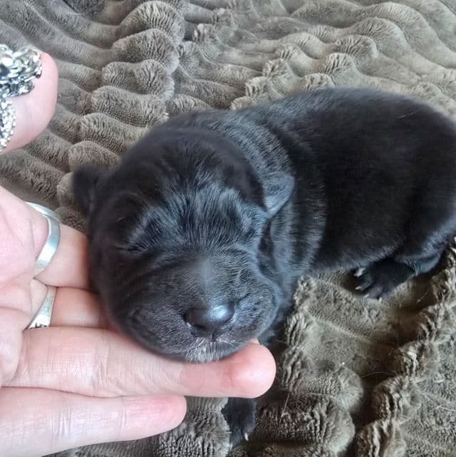 Stardust - Mudi Female