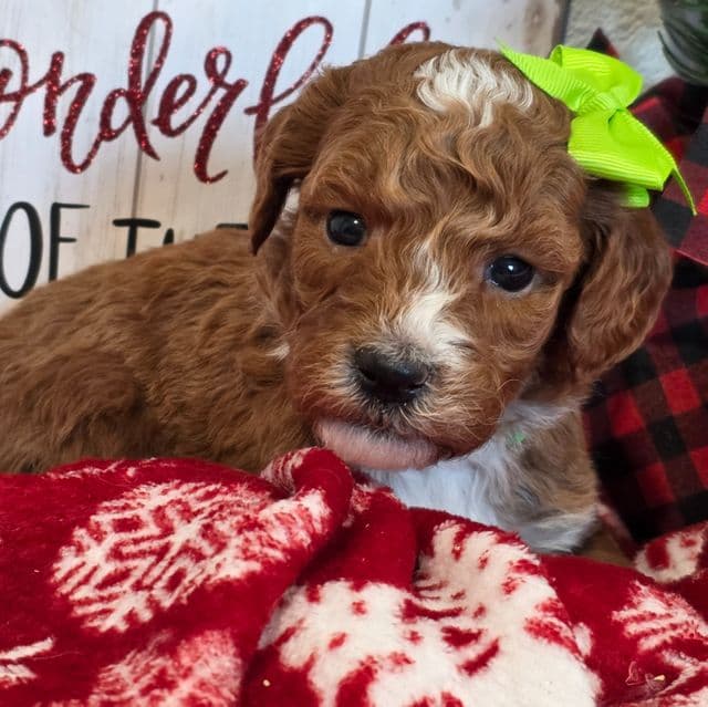 Merry-mini - Goldendoodle Female