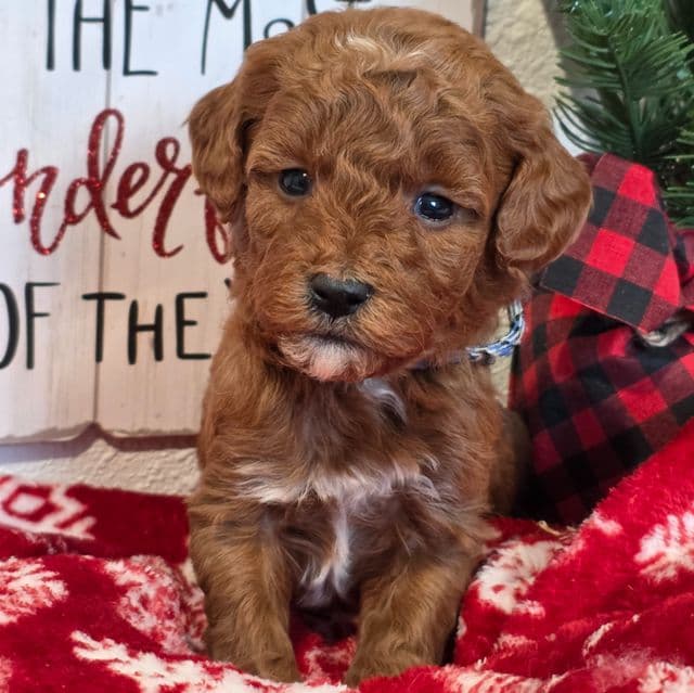 Dasher-mini - Goldendoodle Male