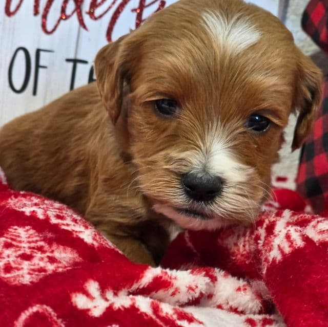 Prancer-mini - Goldendoodle Male