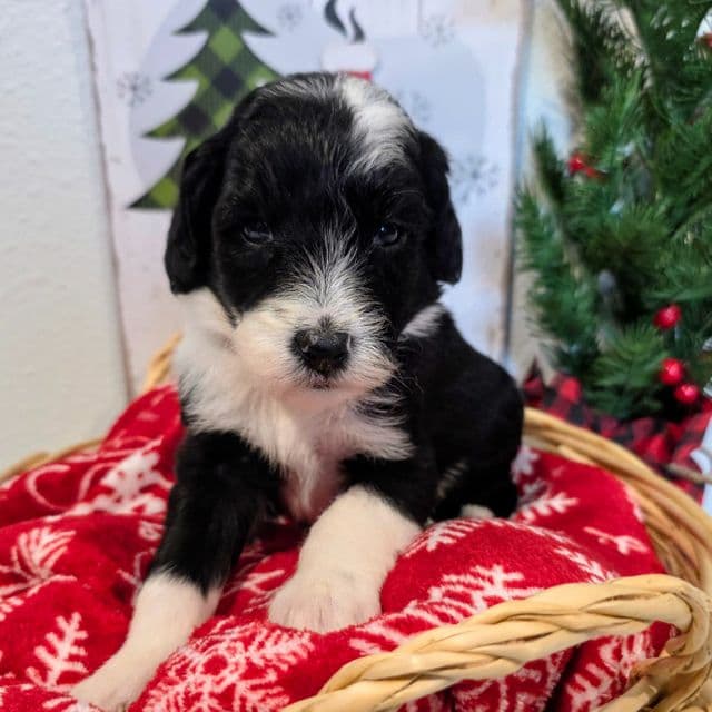 Sven-mini - Sheepadoodle Male