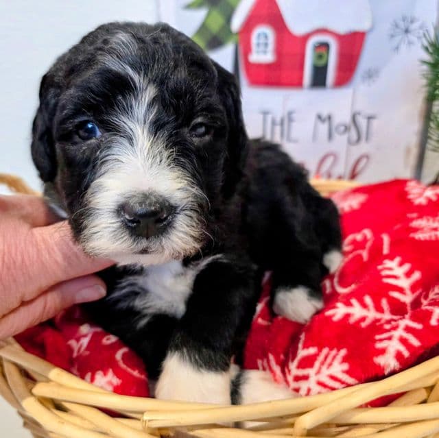 Kristoff-mini - Sheepadoodle Female