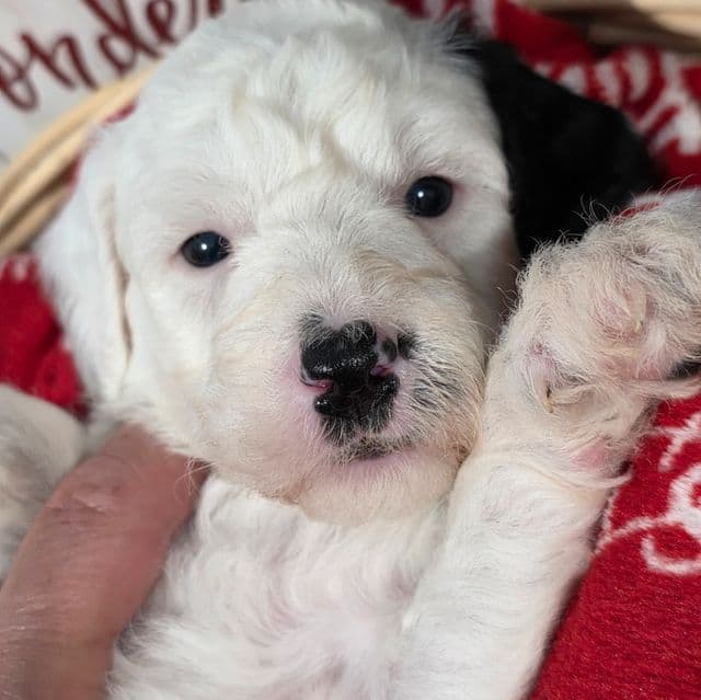 Olaf-mini - Sheepadoodle Male