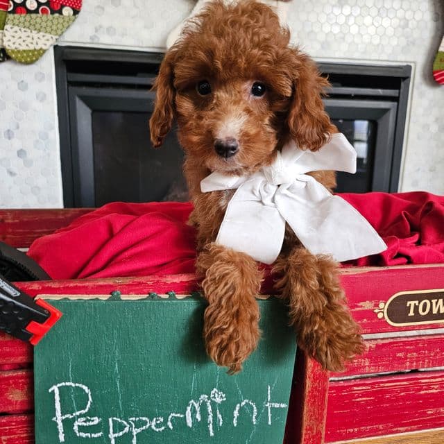 Peppermint - Cavapoo Female