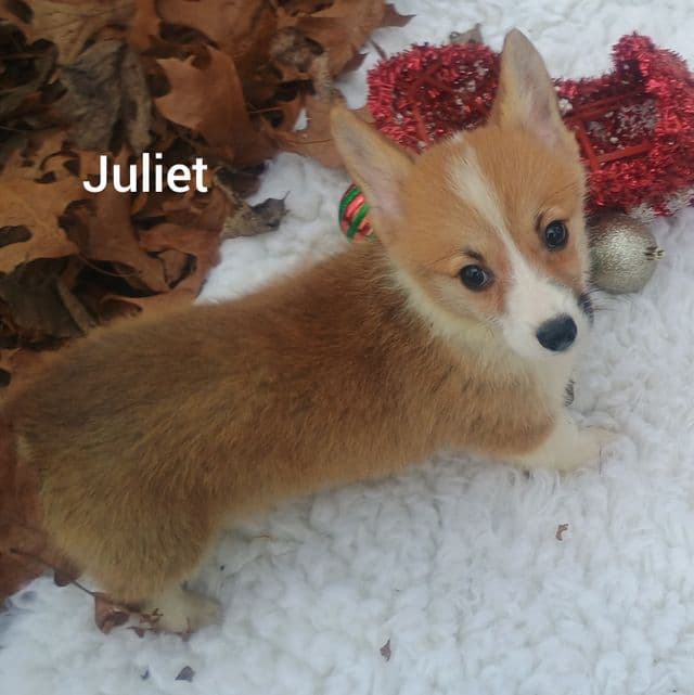 Juliet  - Pembroke Welsh Corgi Female