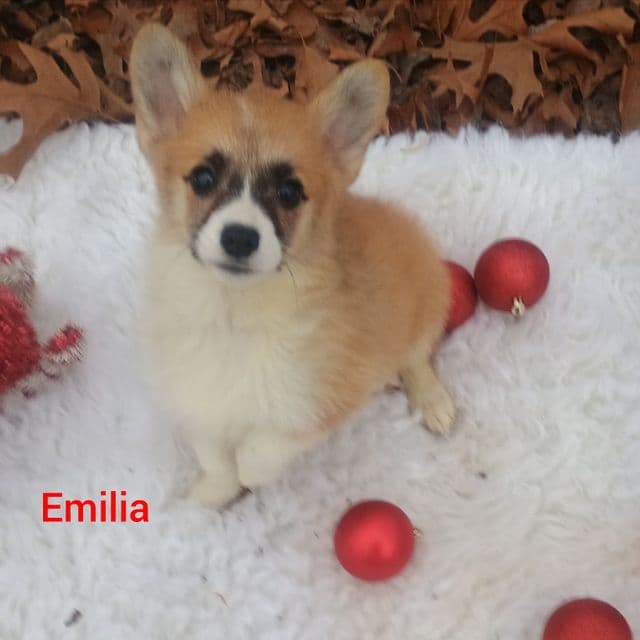 Emilia - Pembroke Welsh Corgi Female