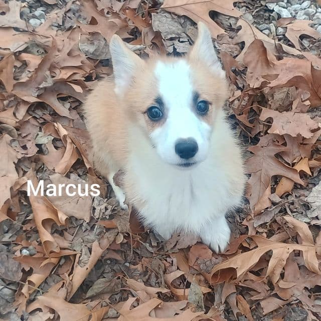 Marcus  - Pembroke Welsh Corgi Male
