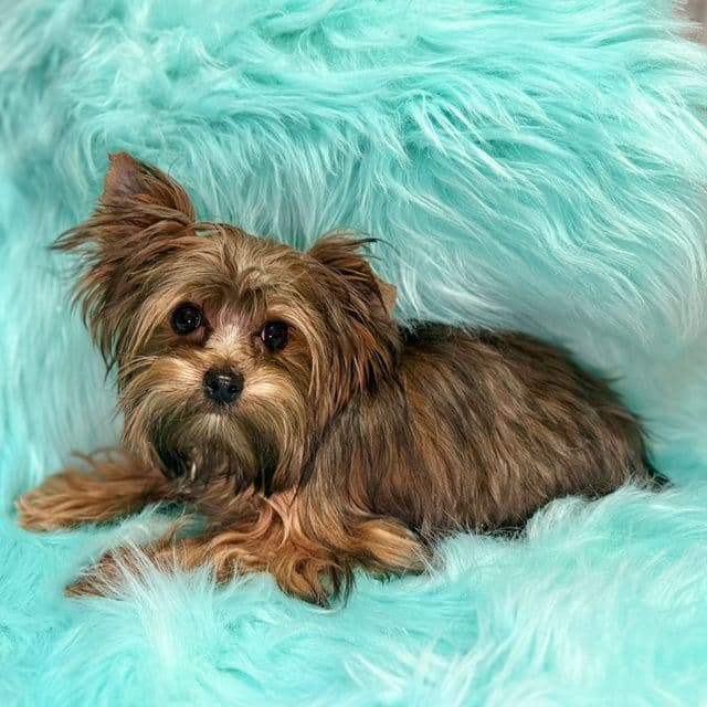 Stanley  - Yorkshire Terrier Male