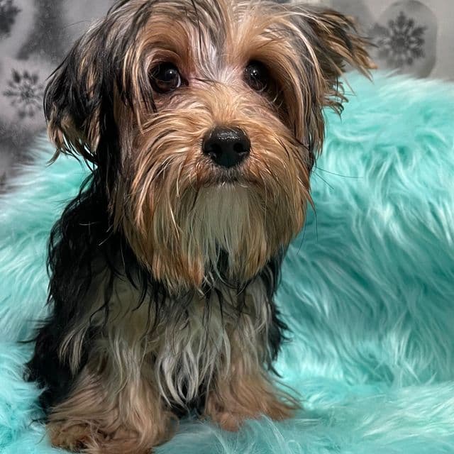Mellow  - Yorkshire Terrier Male