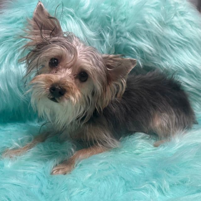 Rex - Yorkshire Terrier Male