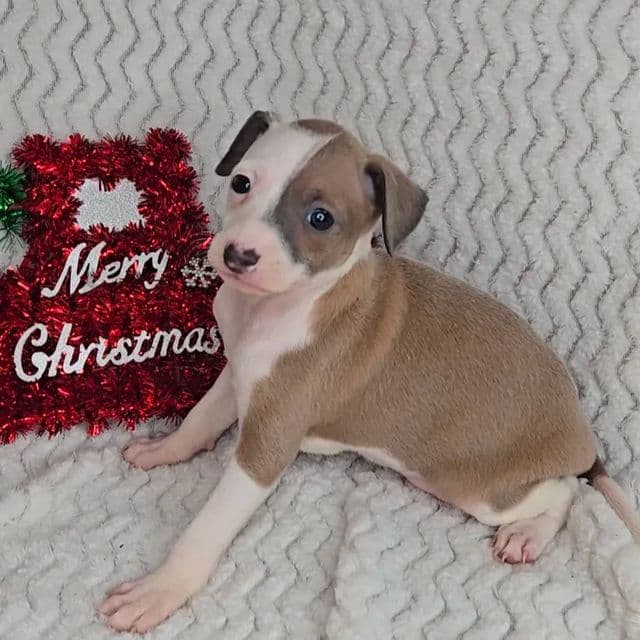 Clarise - Italian Greyhound Female