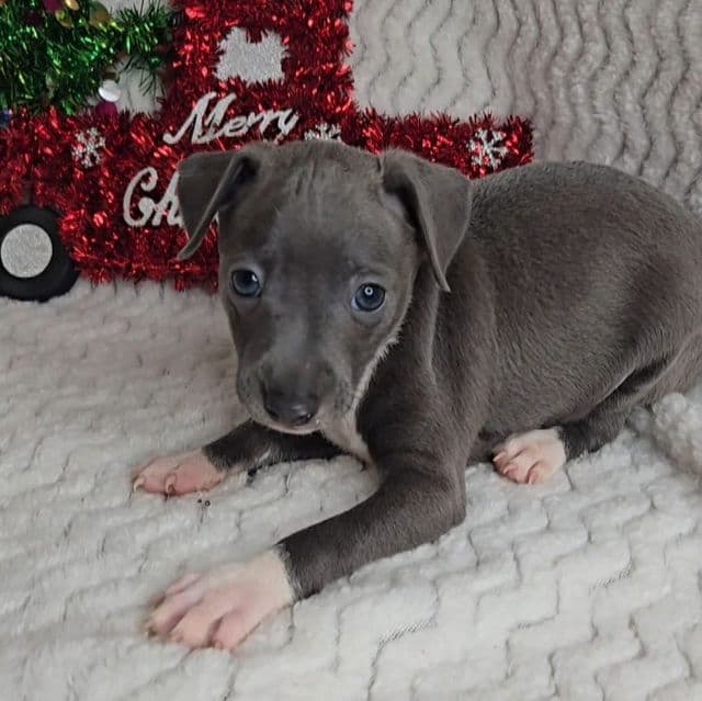 Rudolph - Italian Greyhound Male