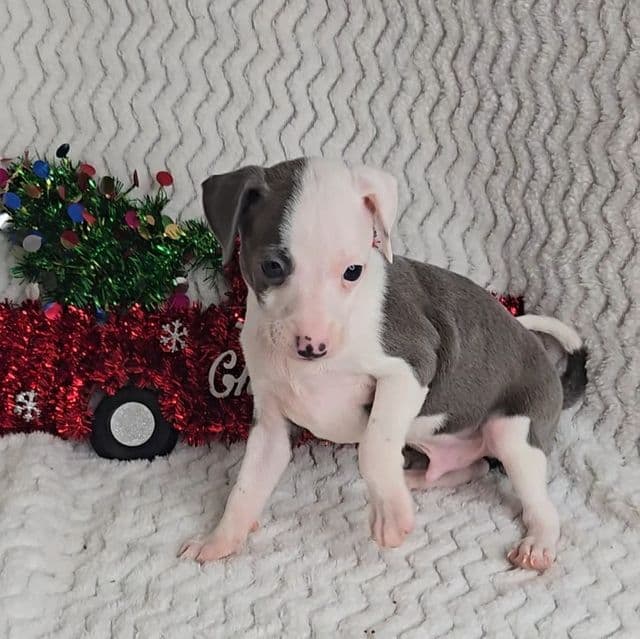 Frosty - Italian Greyhound Male