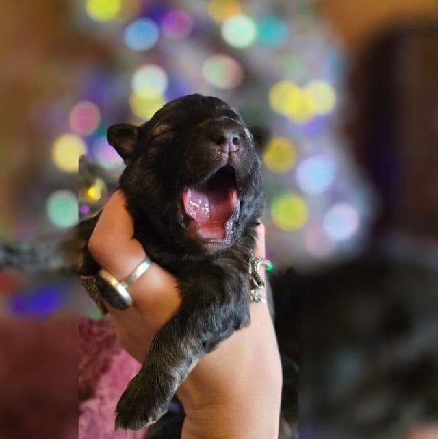 Eclipsa - Mudi Female