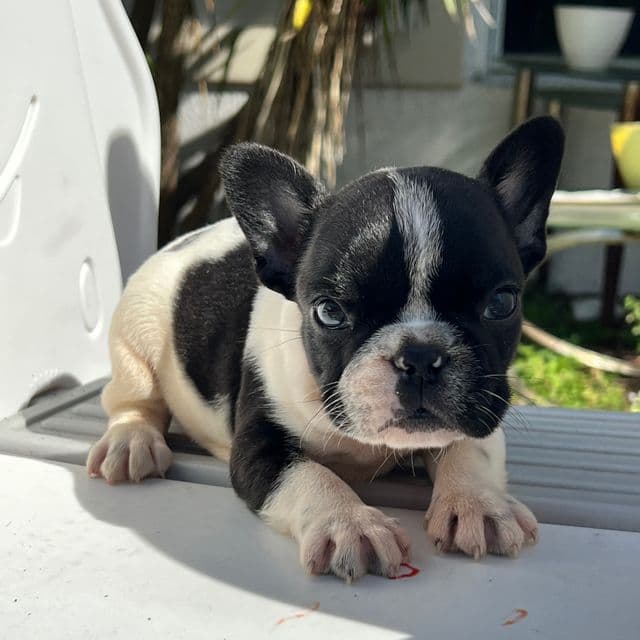 Seven  - French Bulldog Male