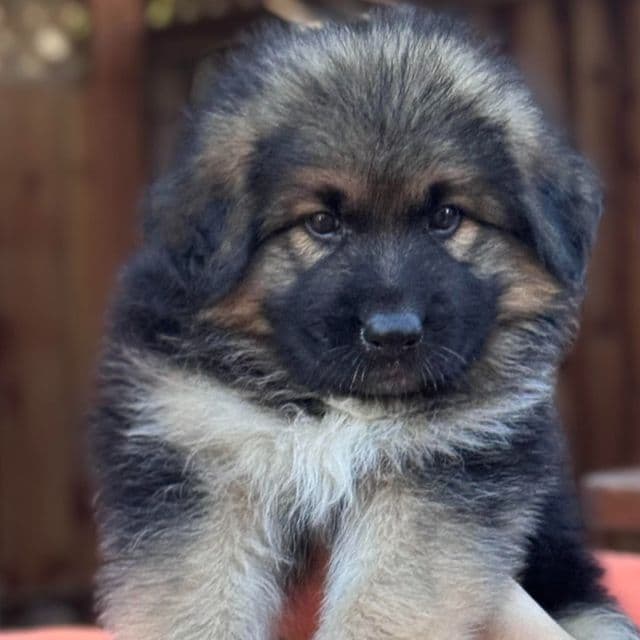 KING SHEPHERD - King Shepherd Male