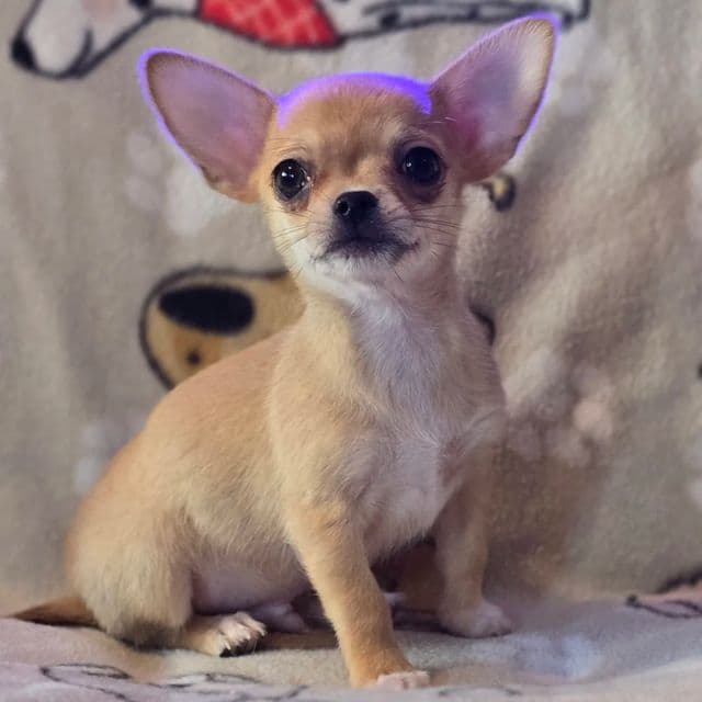 Bean - Chihuahua Male