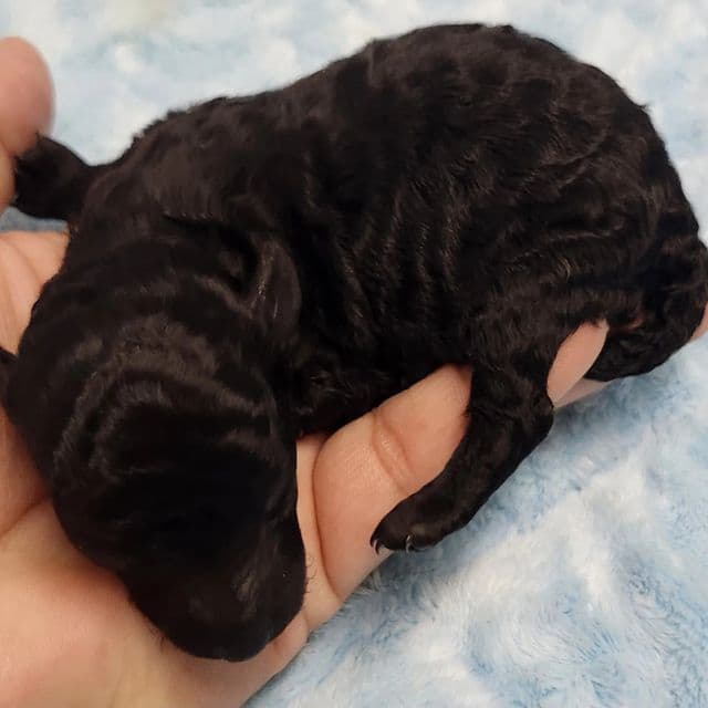 Chanel - Toy Poodle Female