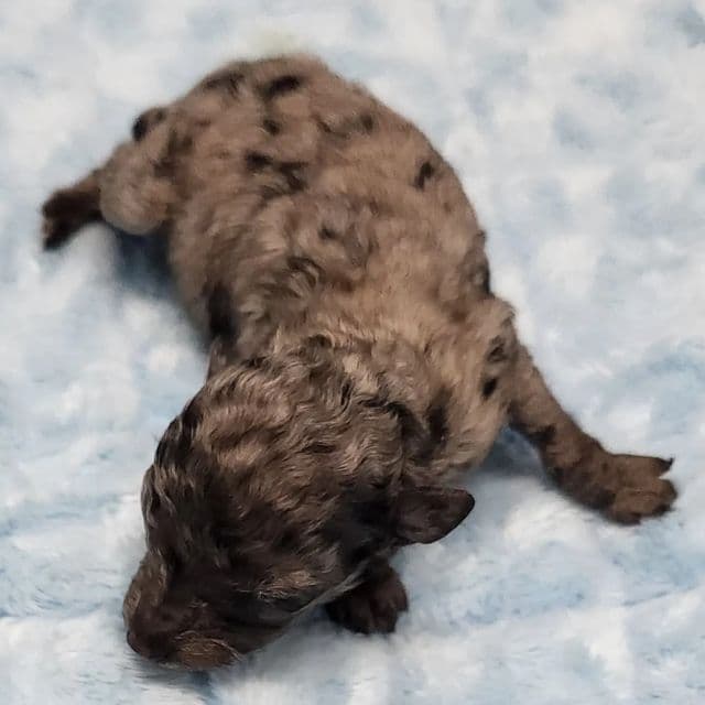 Ginny - Toy Poodle Female