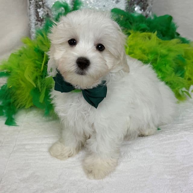 Daisy Green Boy - Maltipoo Male