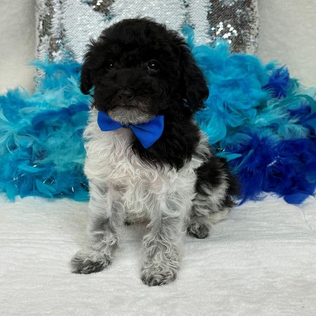 Cici Blue Boy - Toy Poodle Male