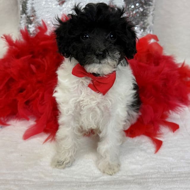 Cici Red Boy - Toy Poodle Male