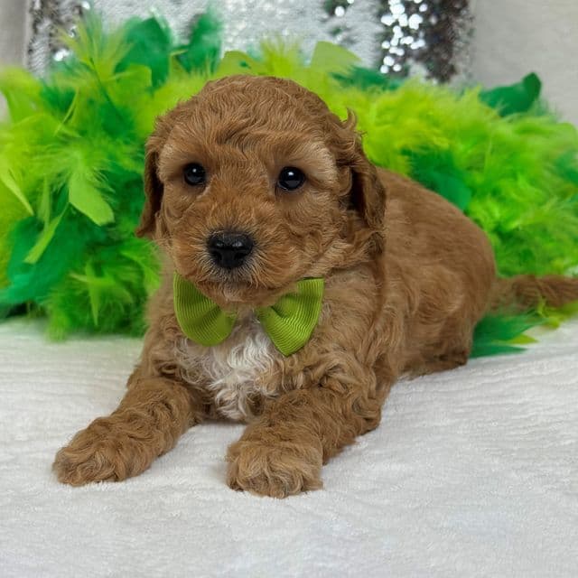 Molly Green Boy - Goldendoodle Male